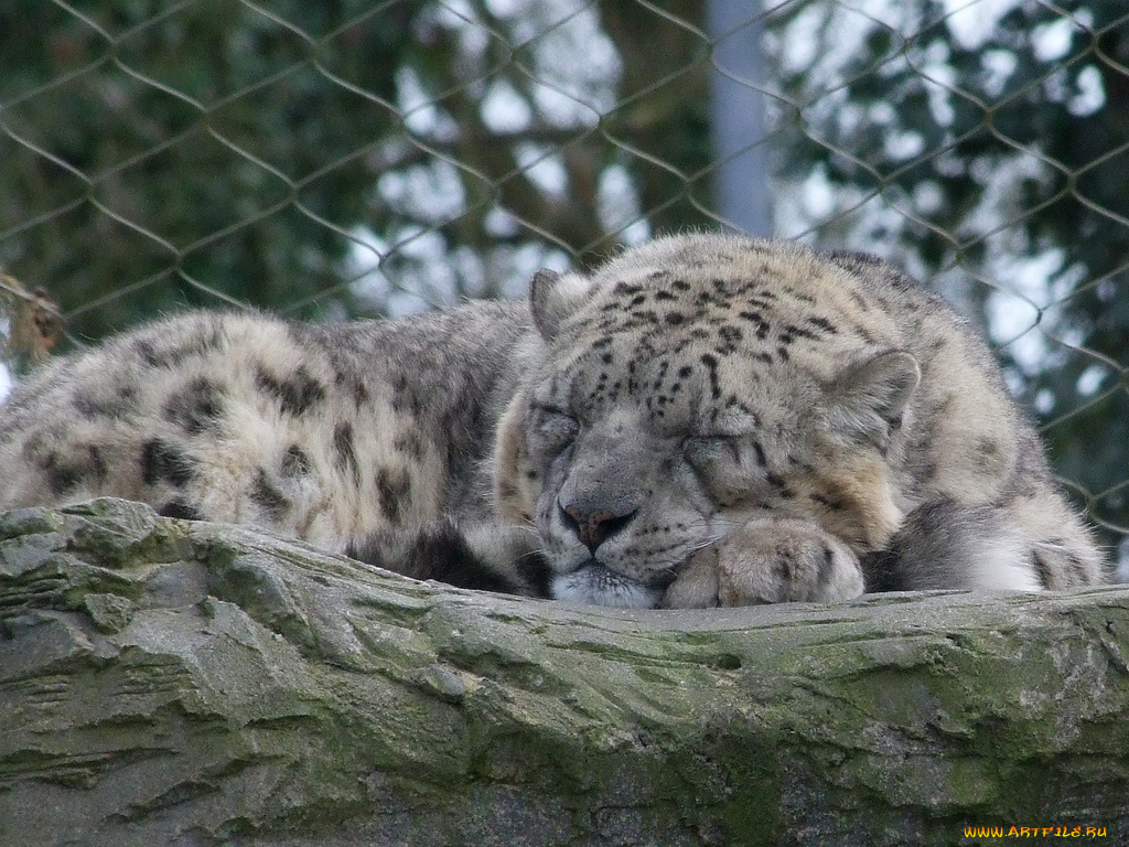 животные, снежный, барс, ирбис