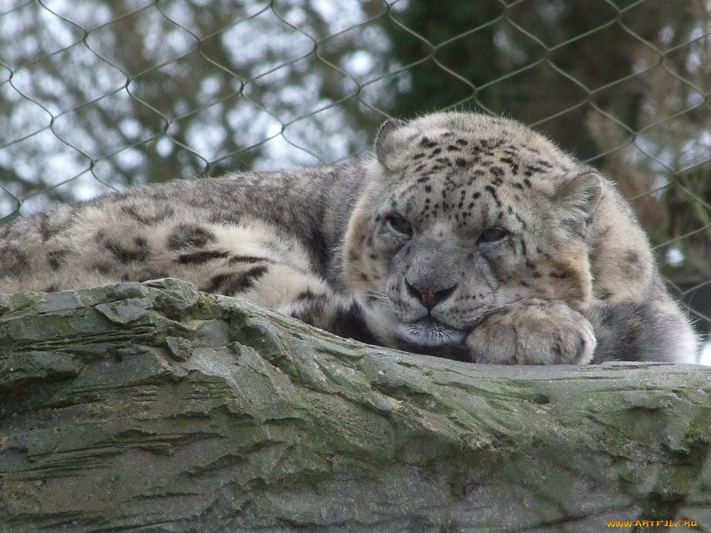 животные, снежный, барс, ирбис