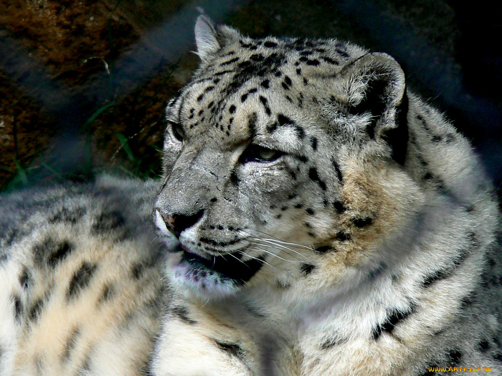 животные, снежный, барс, ирбис