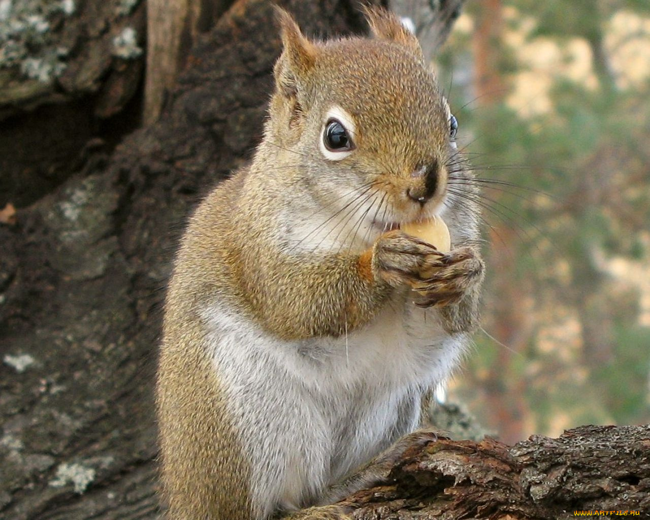животные, белки