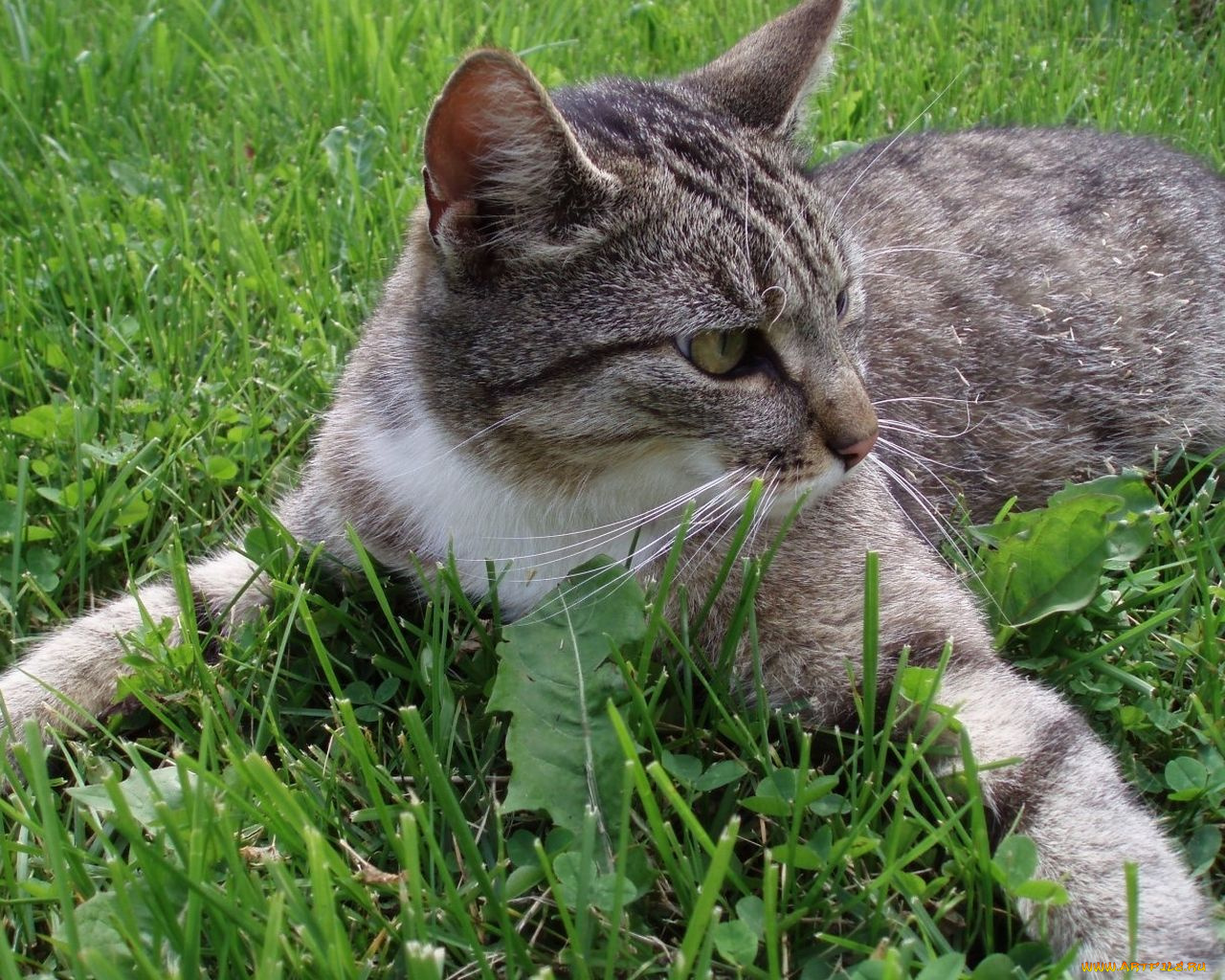 животные, коты