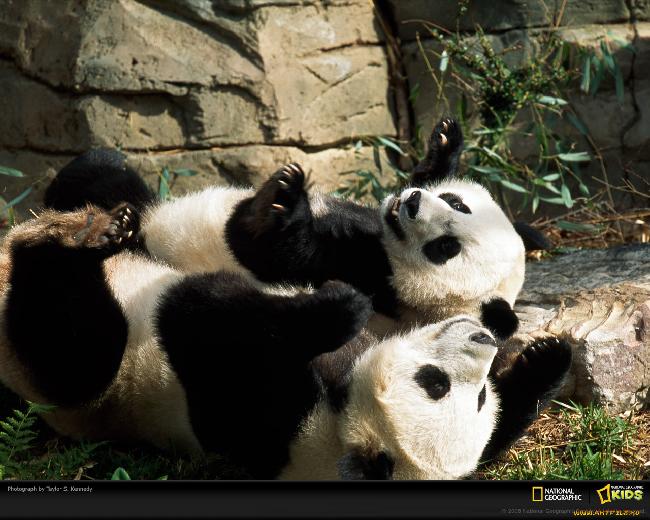 животные, панды
