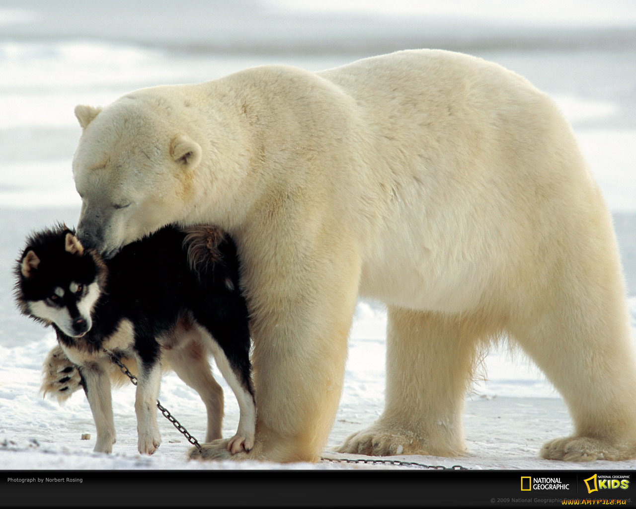 животные, разные, вместе