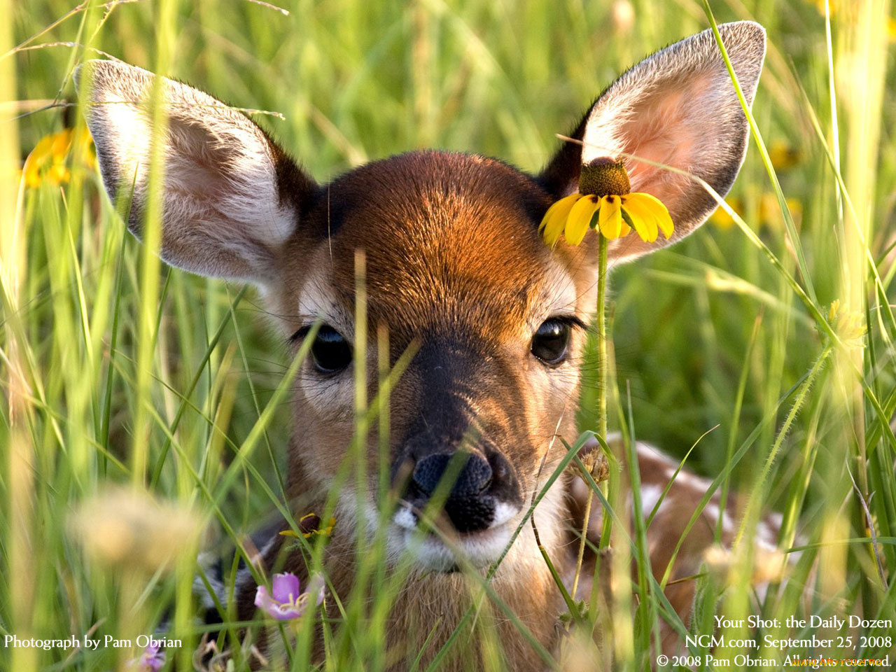 животные, олени