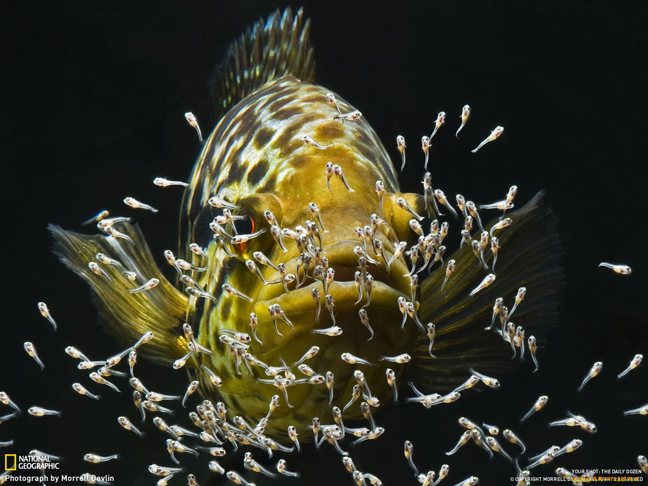 животные, рыбы