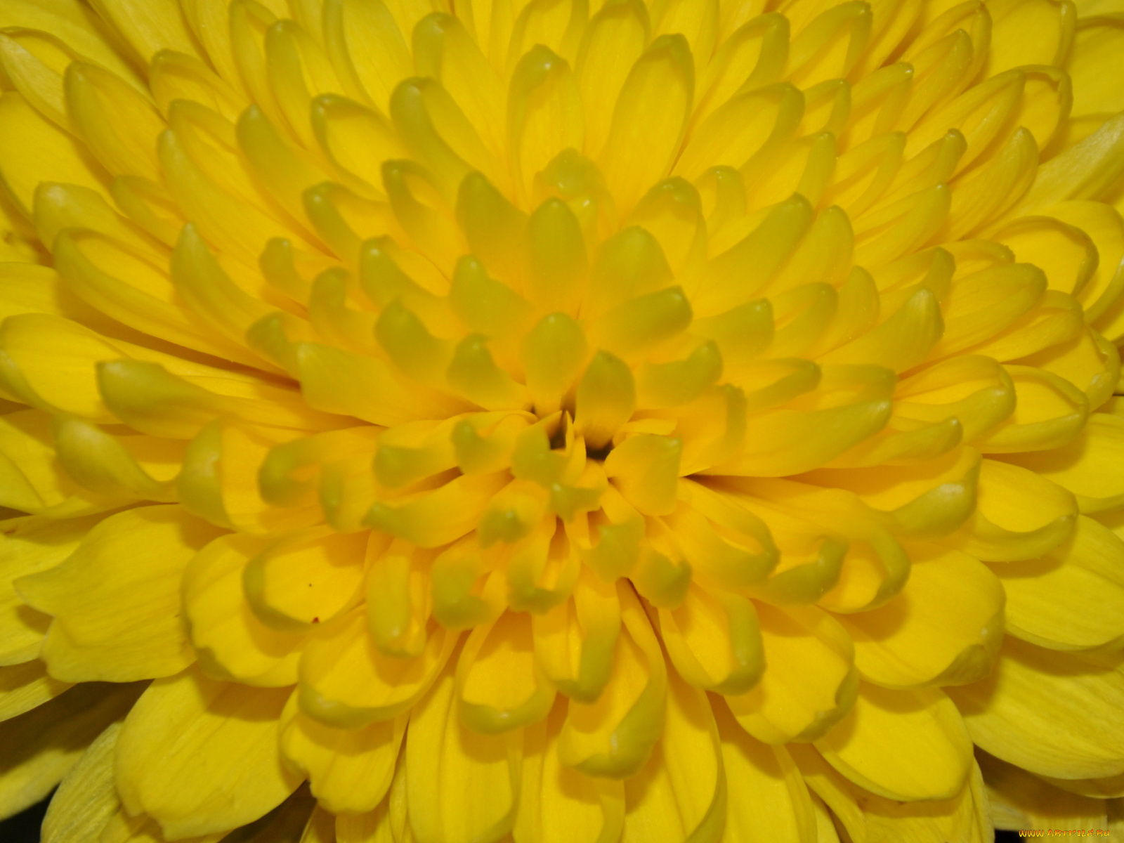 цветы, хризантемы