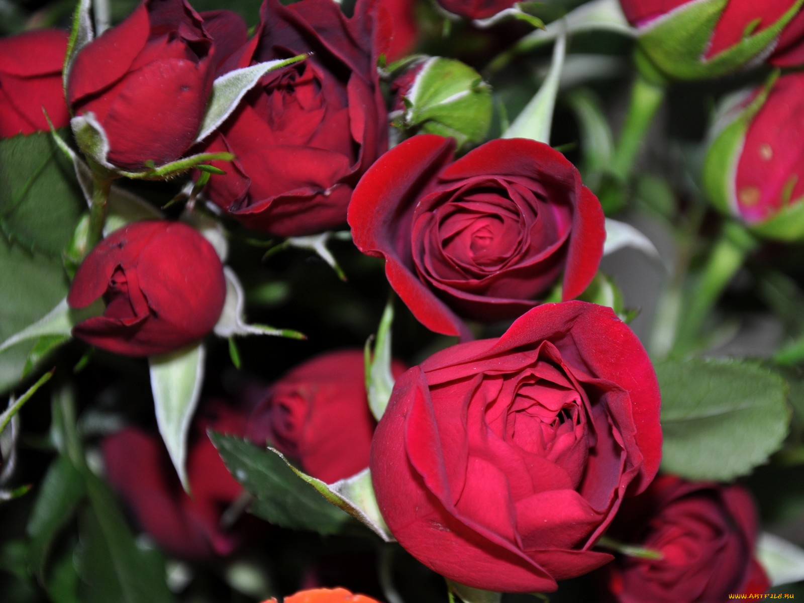 цветы, розы