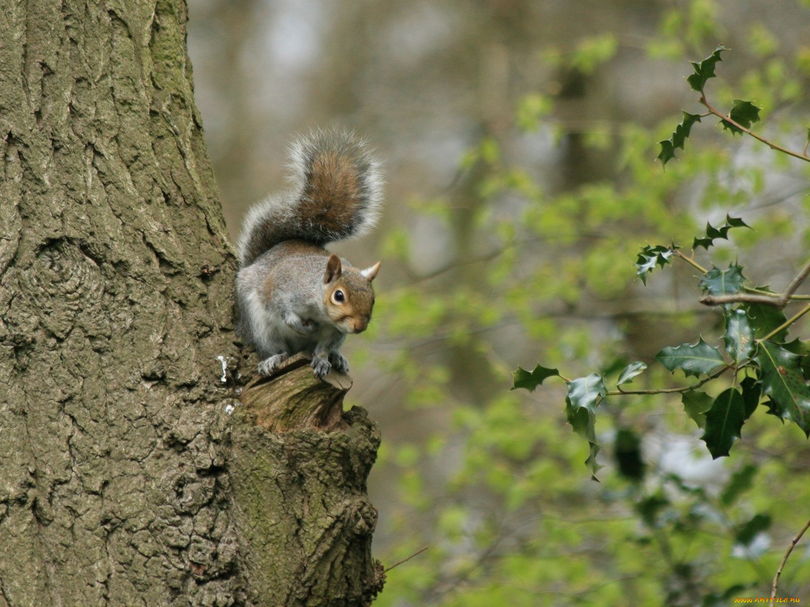 животные, белки