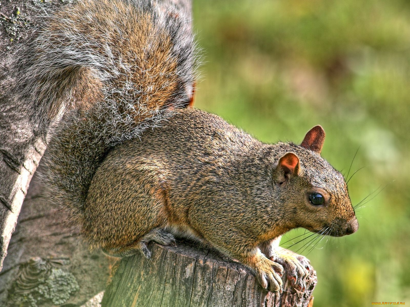 животные, белки
