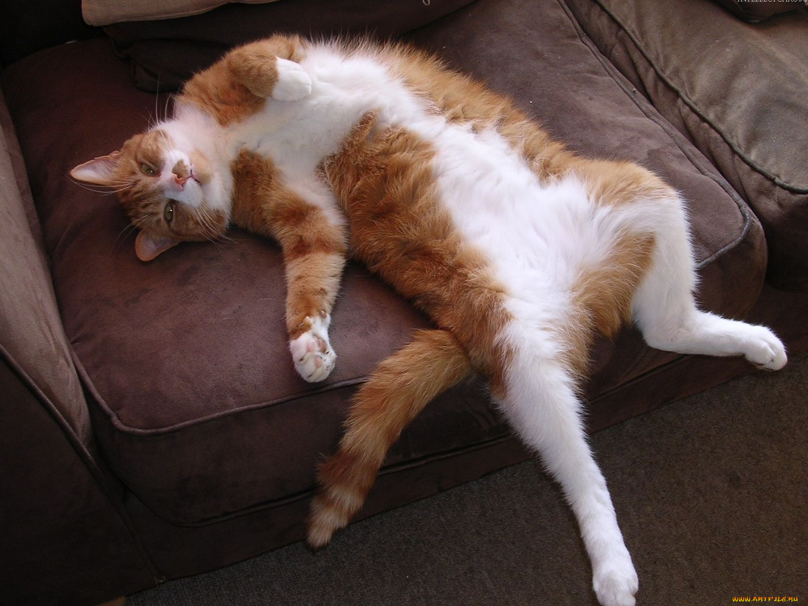 животные, коты