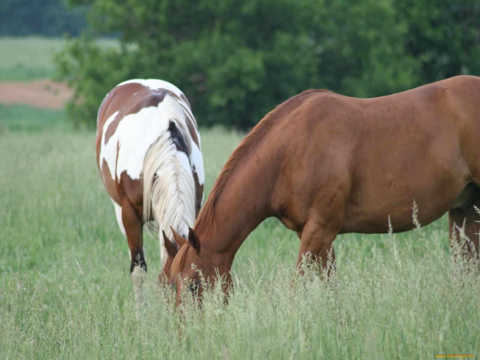 животные, лошади