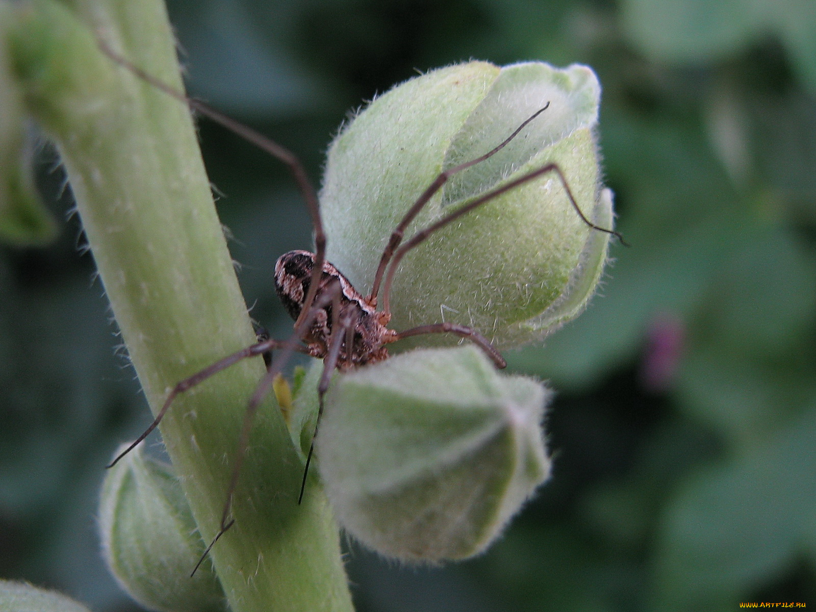 животные, пауки