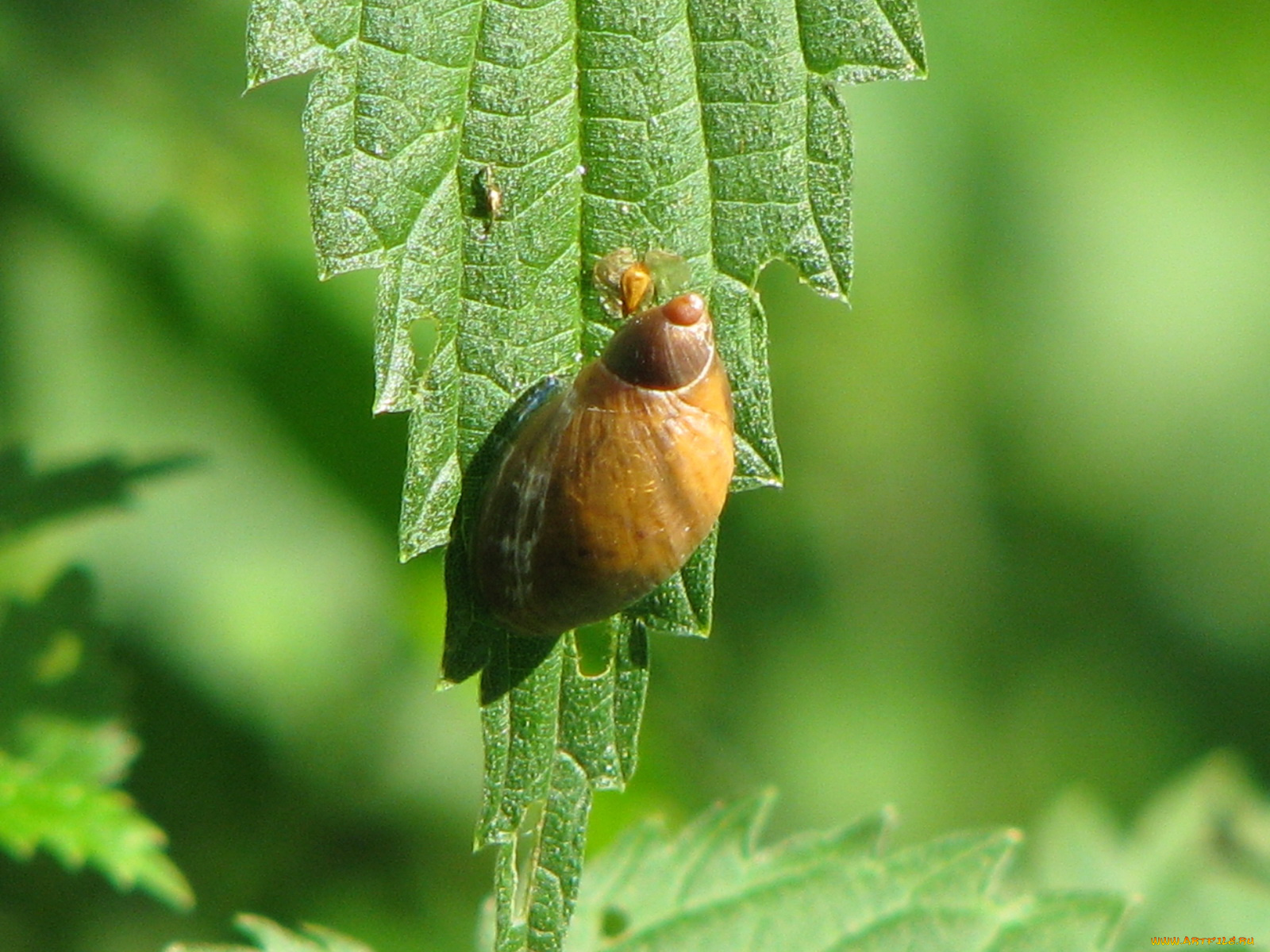животные, улитки