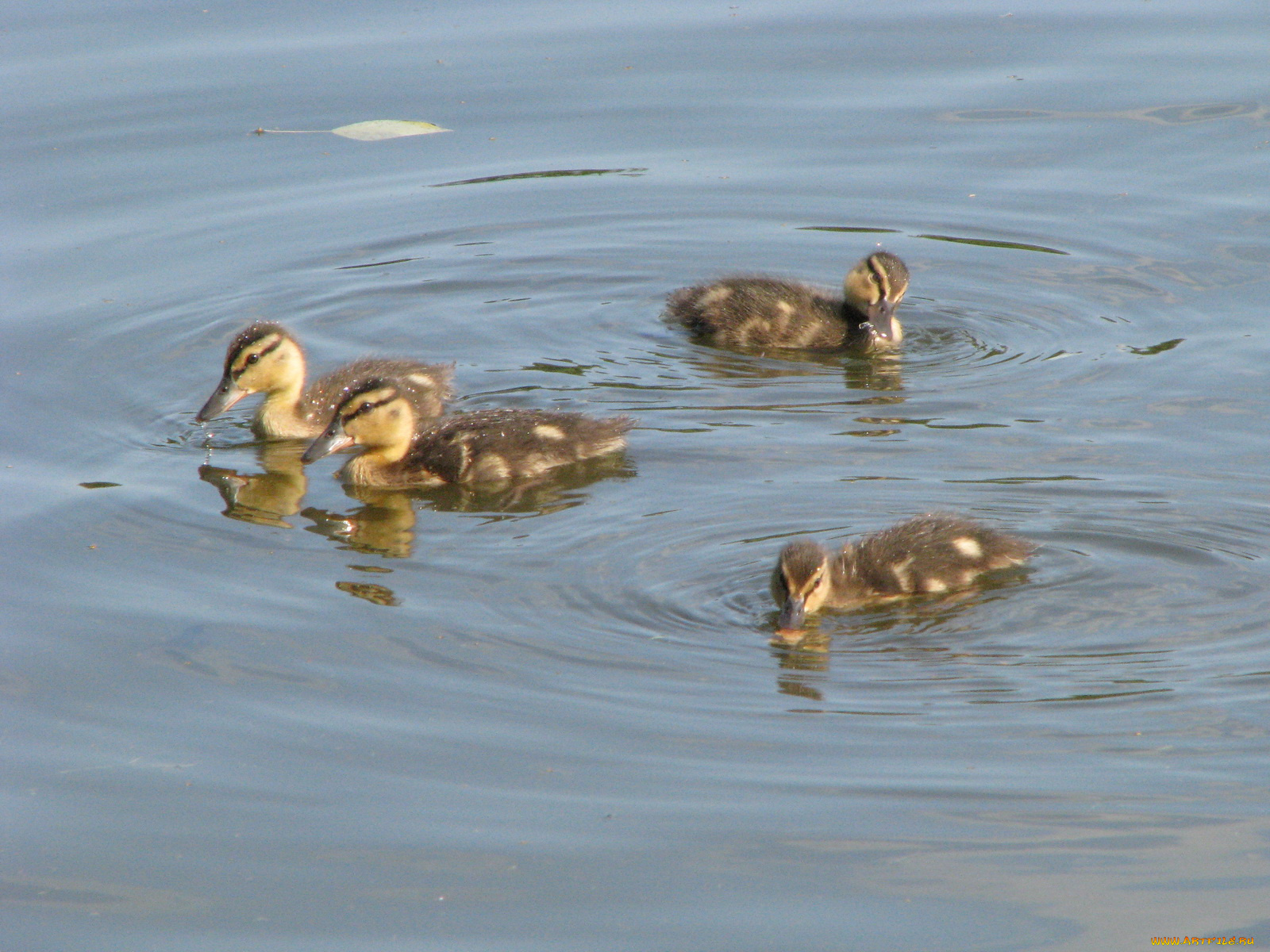 животные, утки