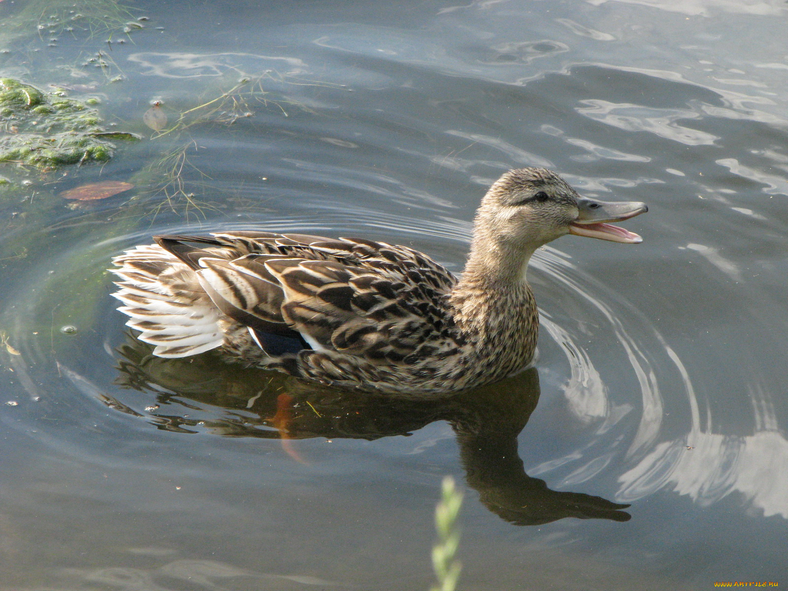 животные, утки