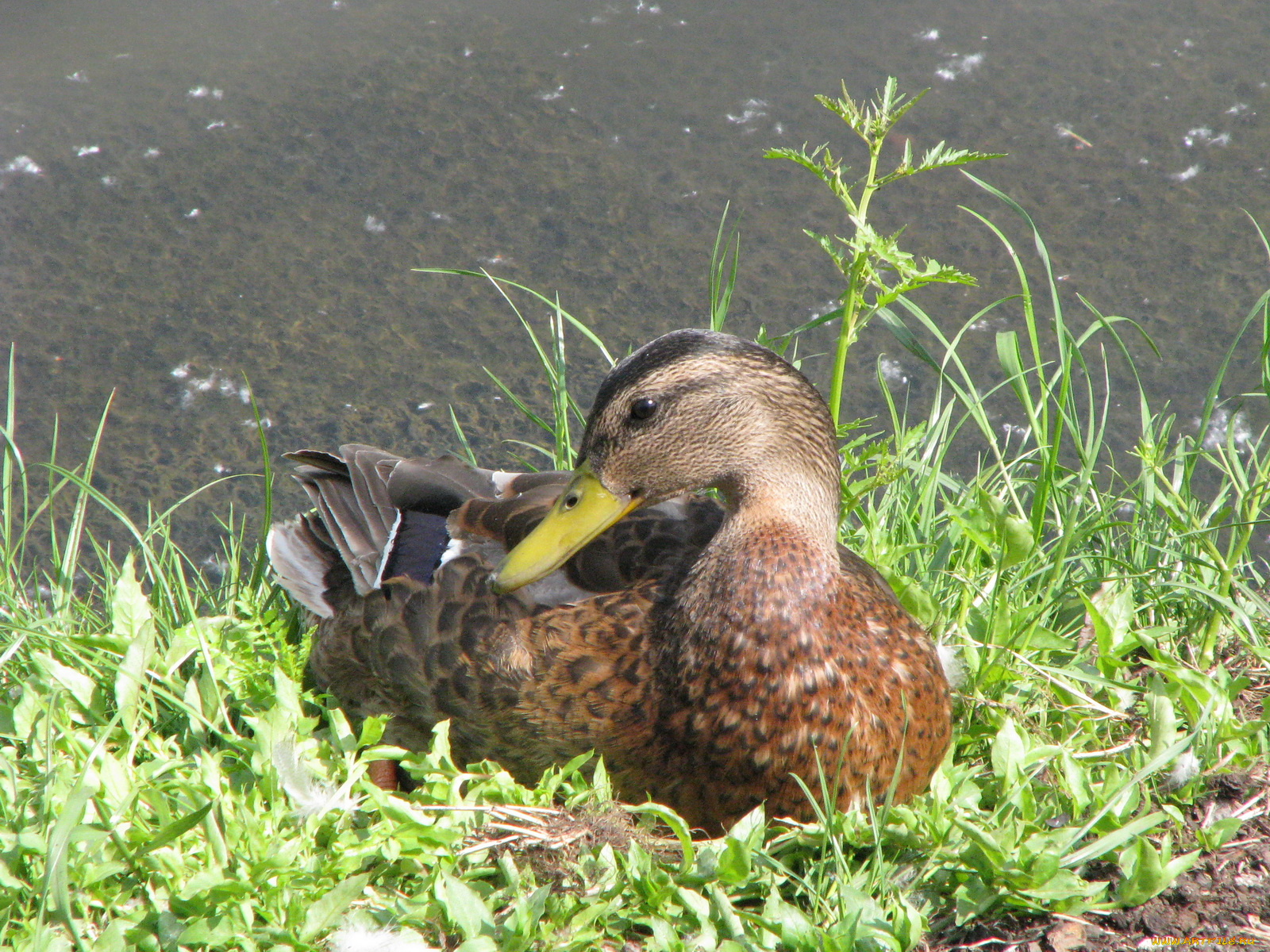 животные, утки