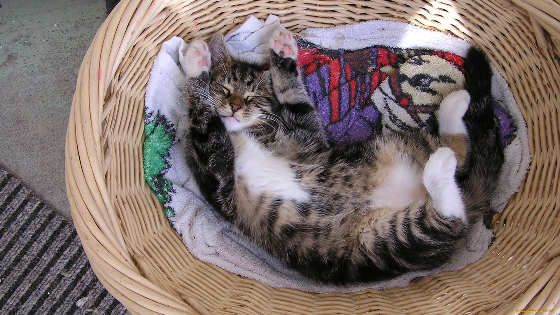 животные, коты