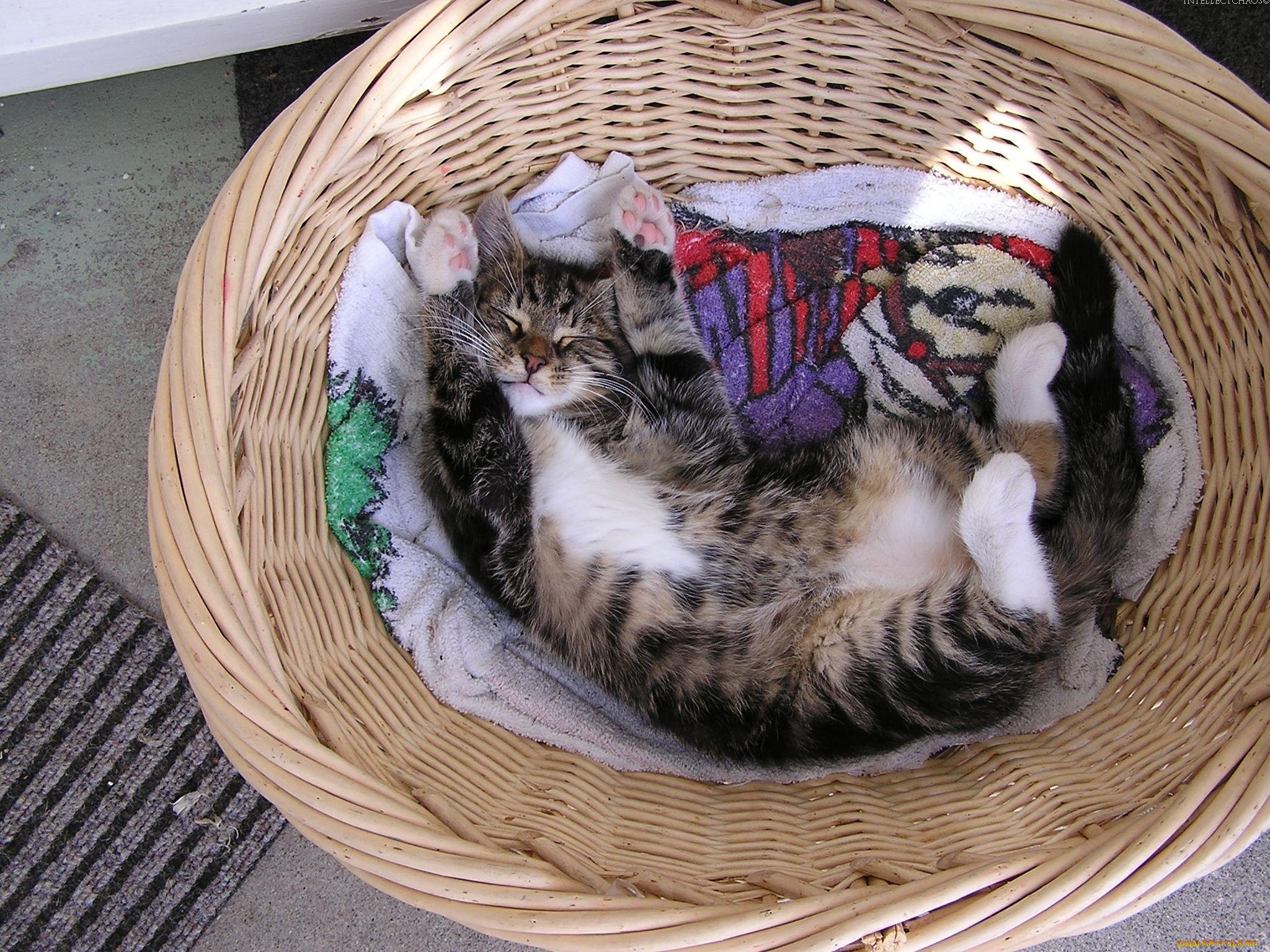 животные, коты