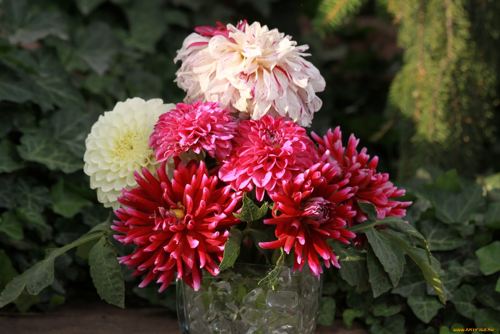 цветы, георгины, бутон