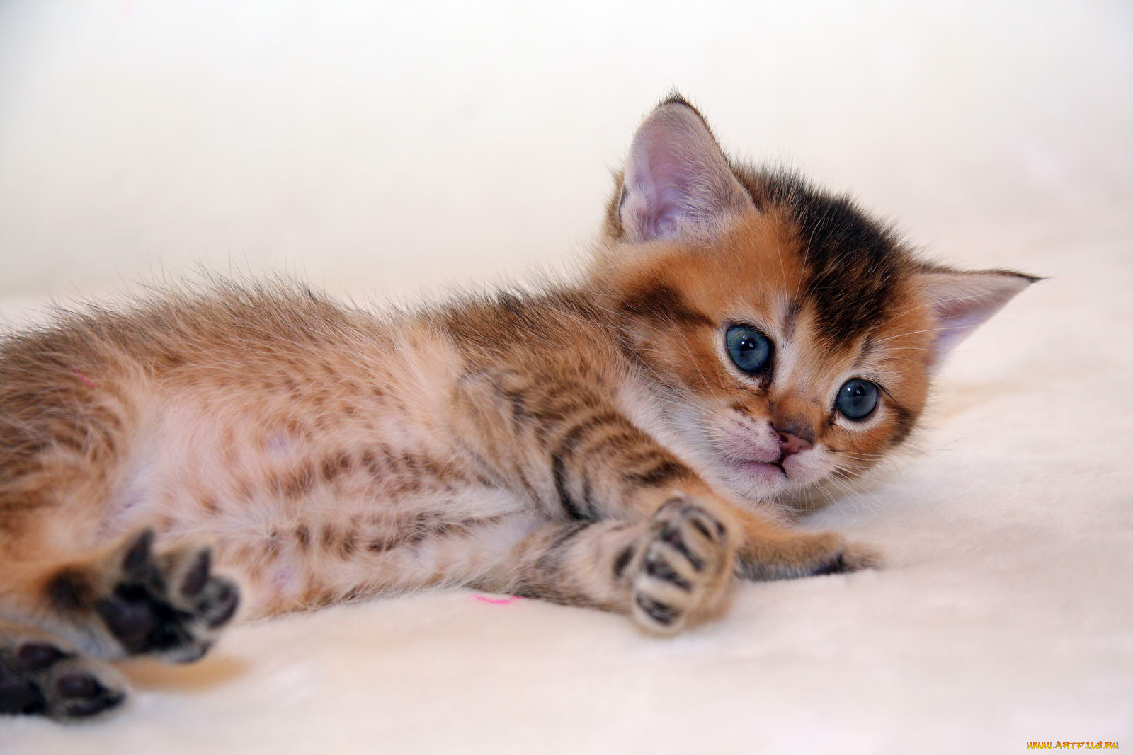 животные, коты, котик