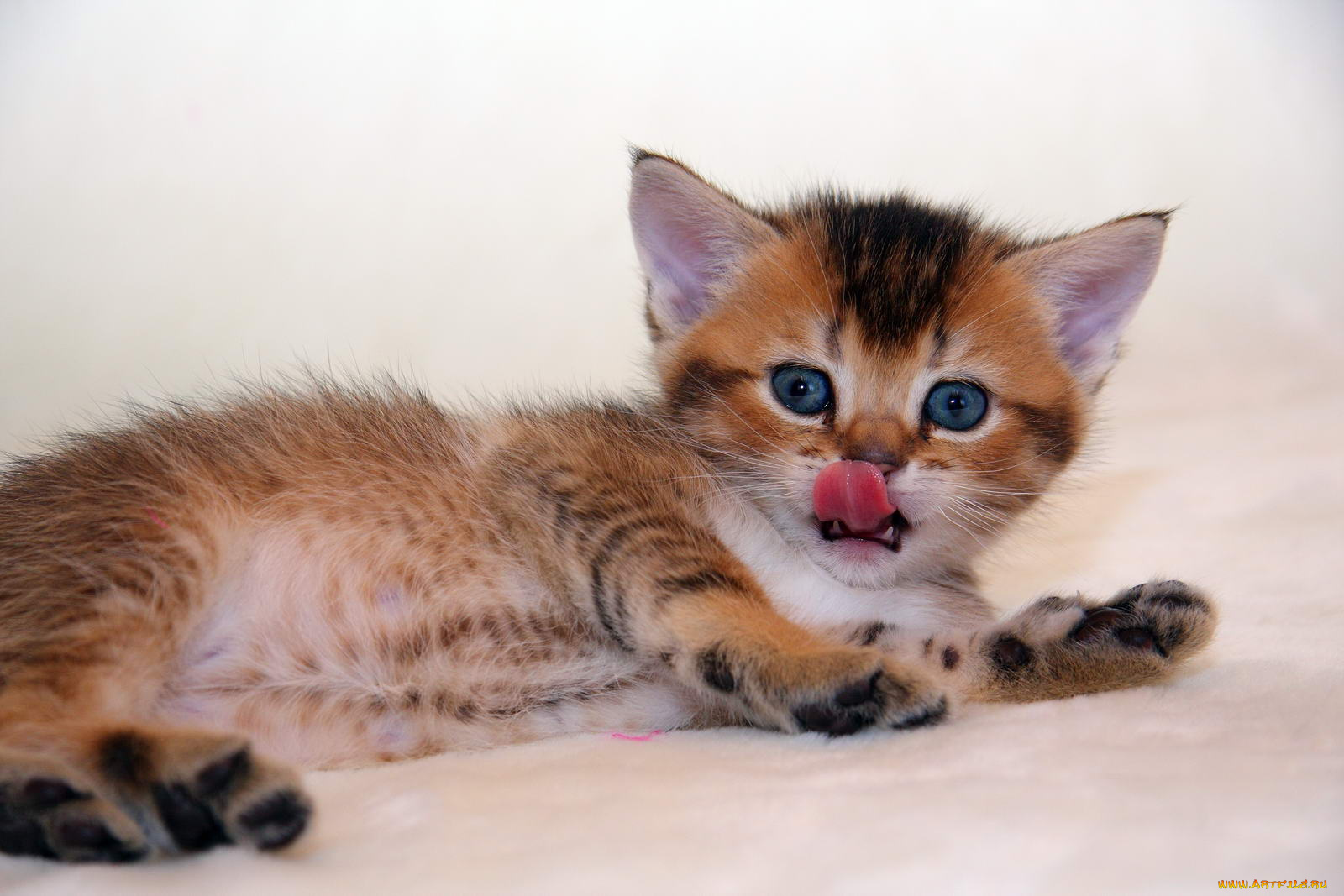 животные, коты, котик