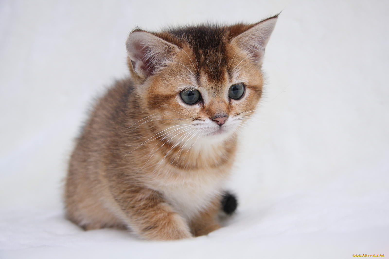 животные, коты, котик