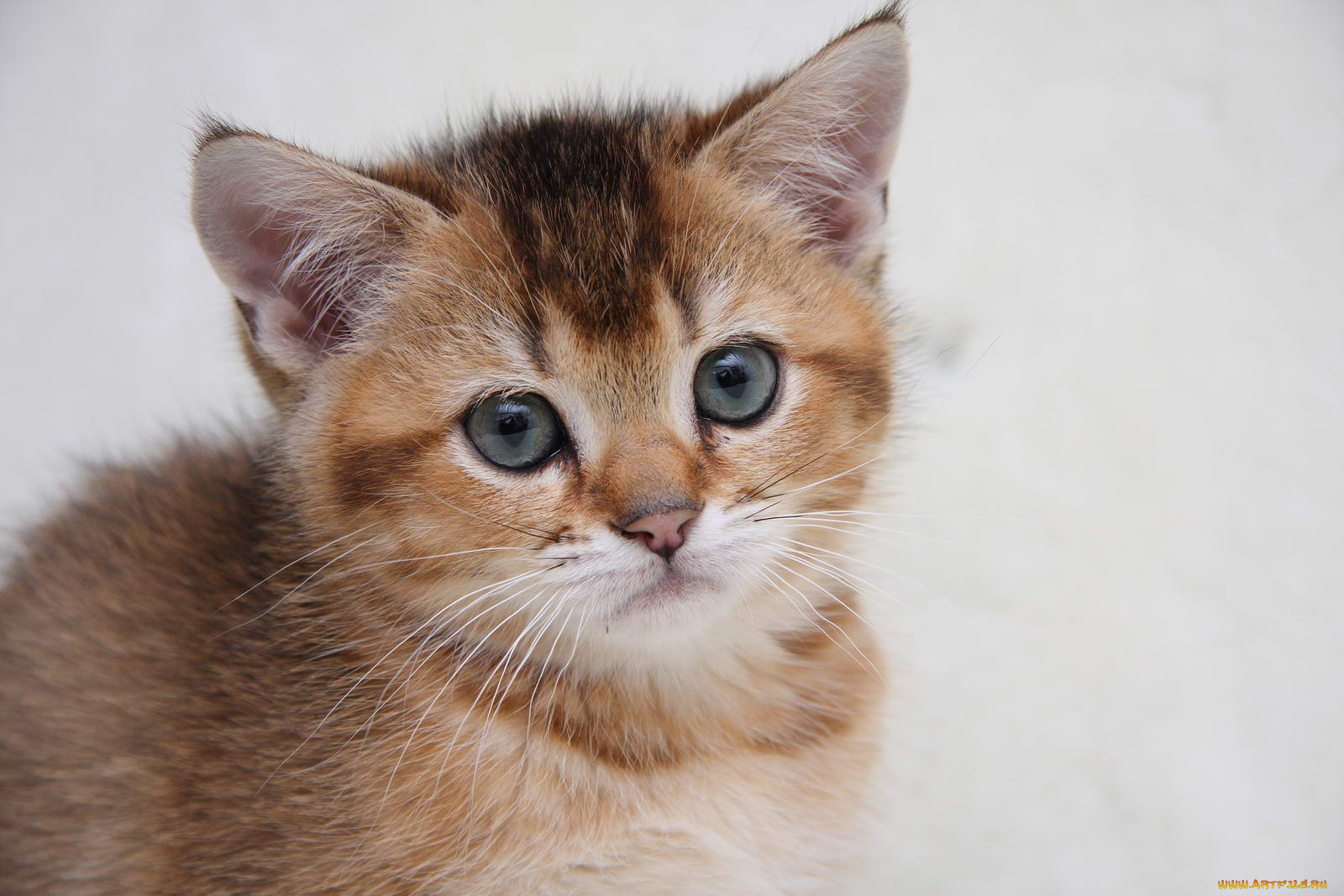 животные, коты, котик