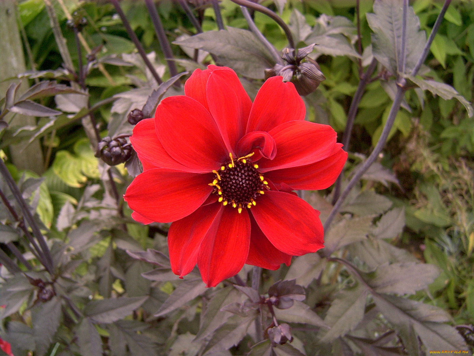 цветы, георгины, лепестки