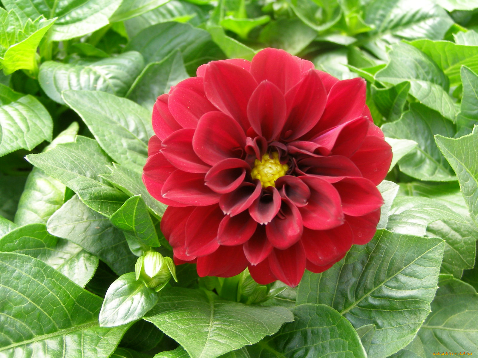 цветы, георгины, лепестки