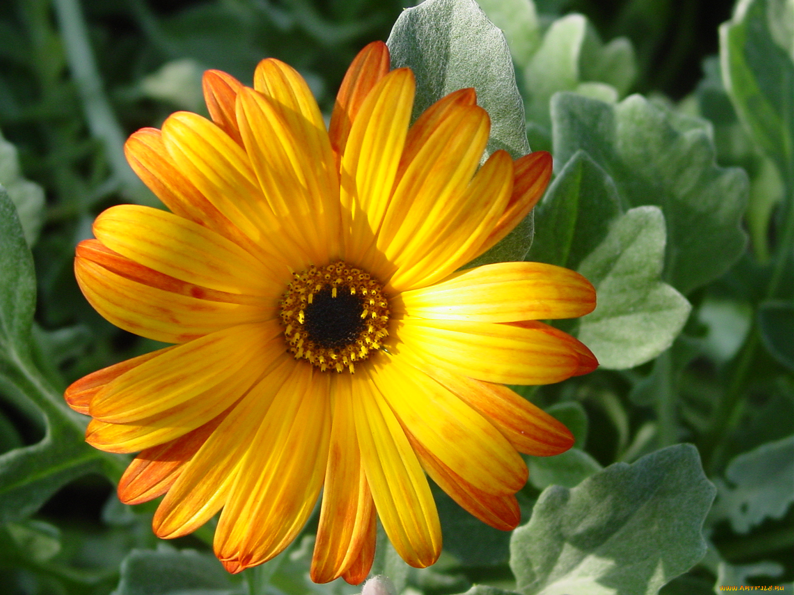 цветы, герберы, бутон