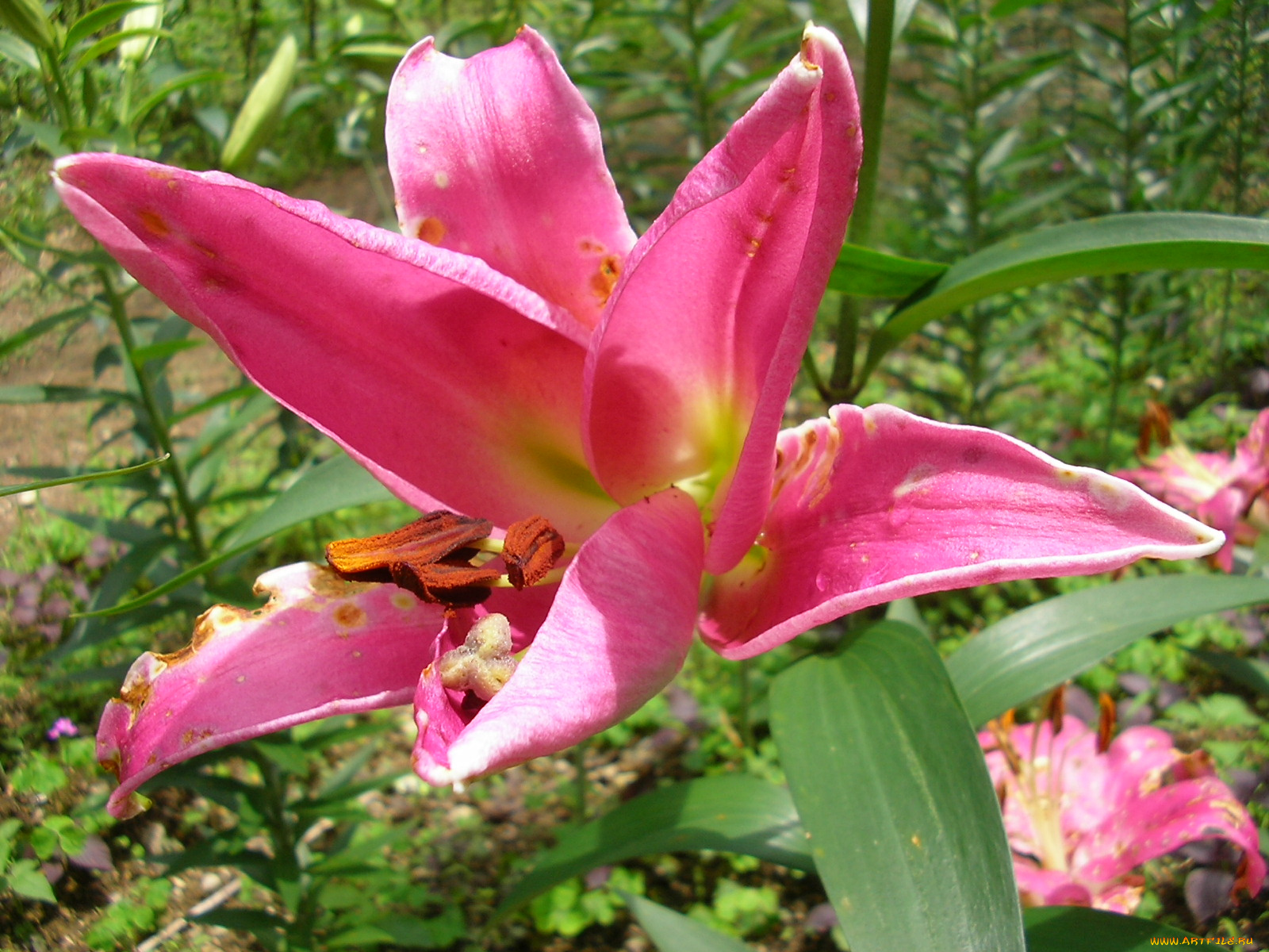 цветы, лилии, лилейники, лепестки