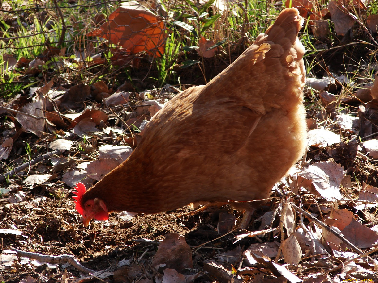 животные, куры, петухи, курица