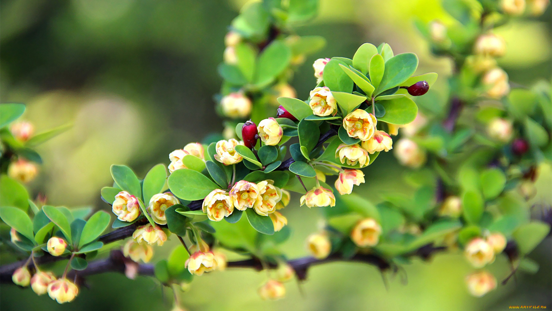 цветы, цветущие, деревья, кустарники, ветка