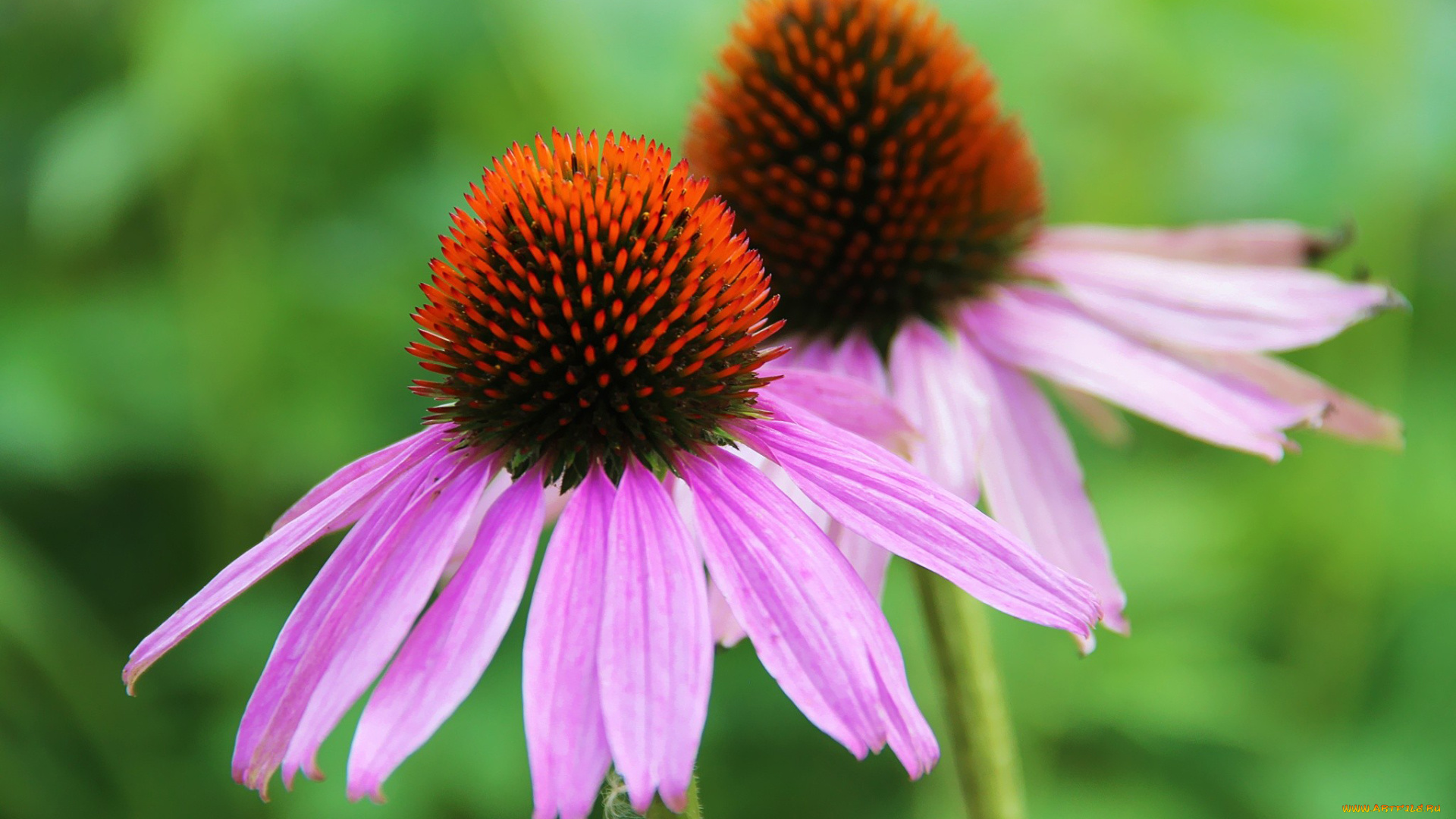 цветы, эхинацея, макро, розовый, лепестки