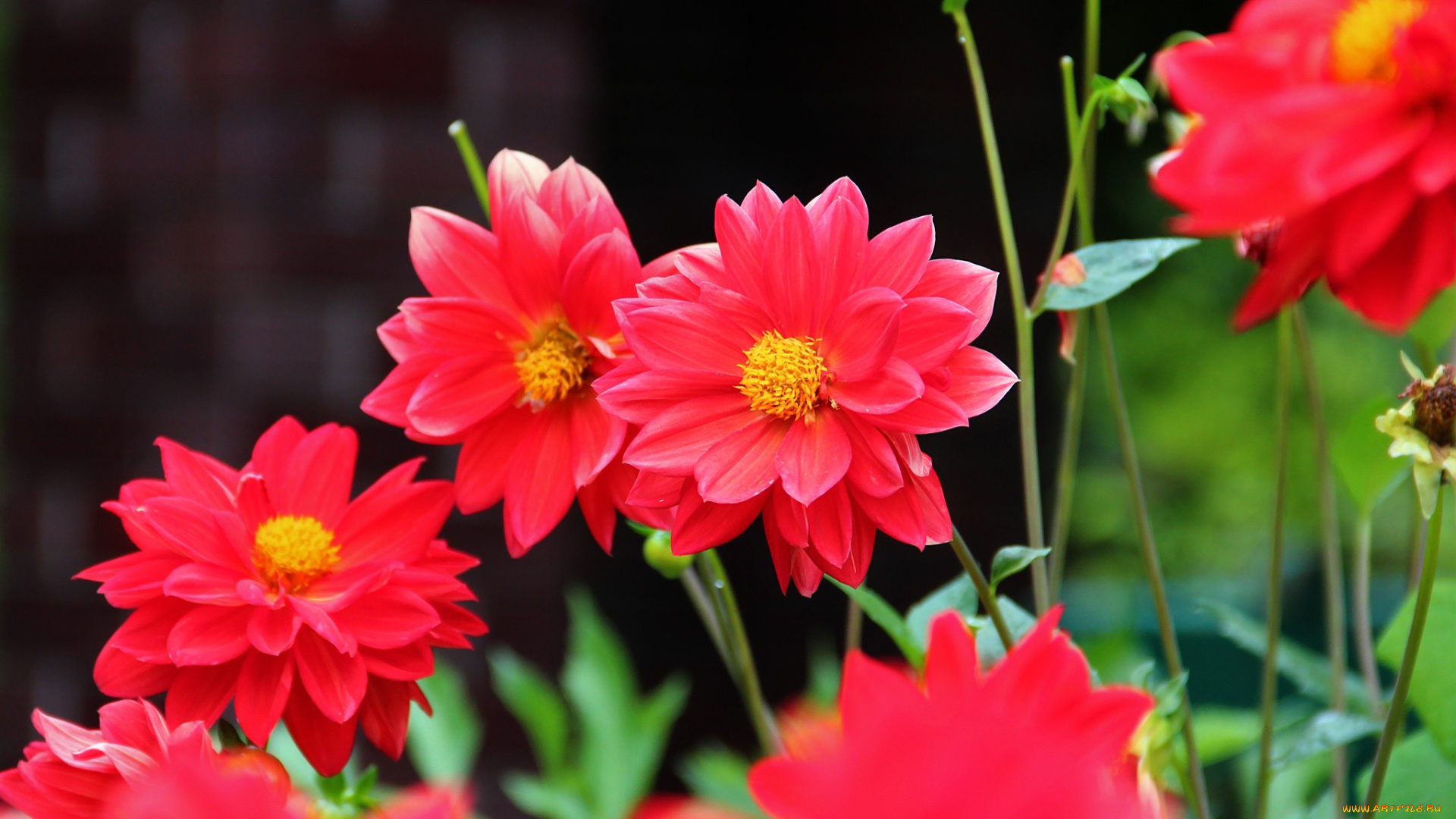 цветы, георгины, красный