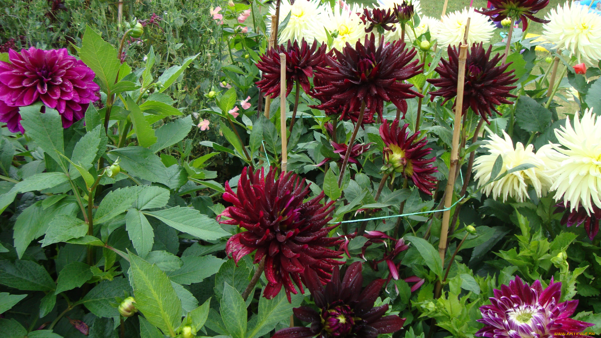 цветы, георгины, лепестки