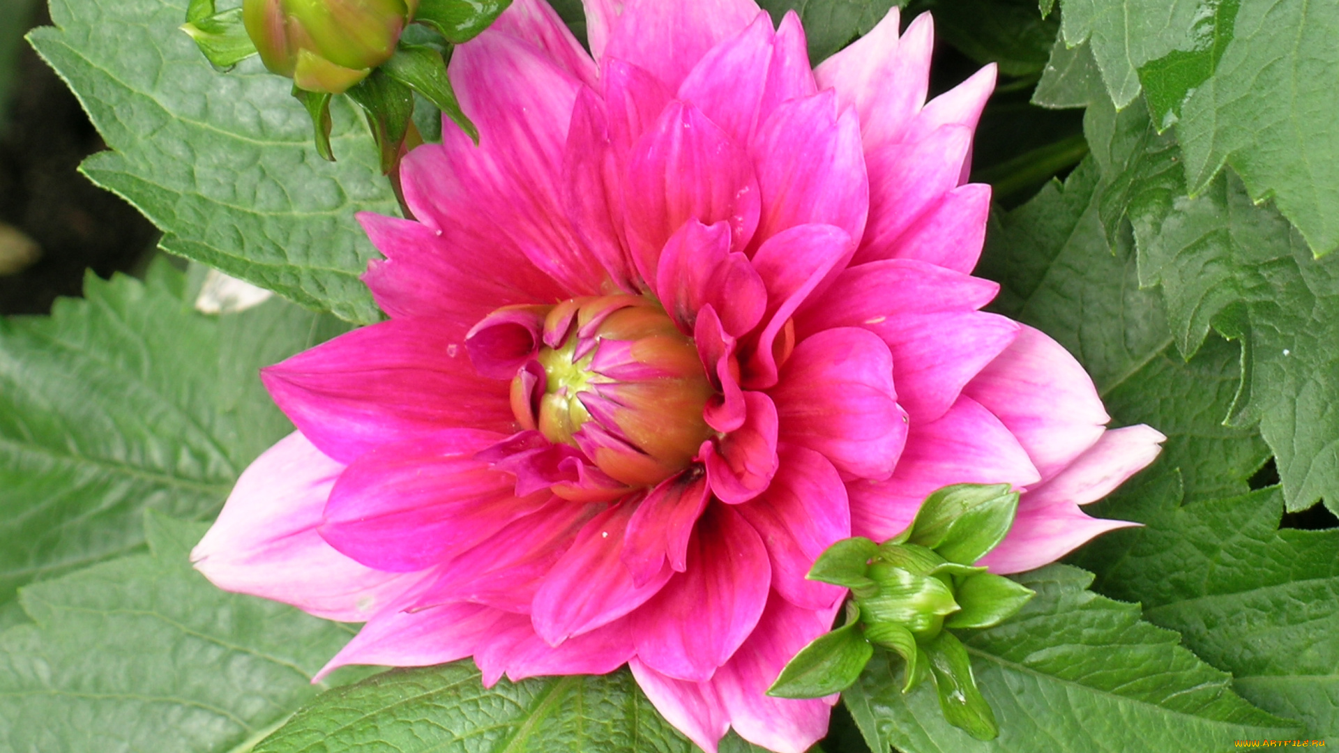 цветы, георгины, лепестки