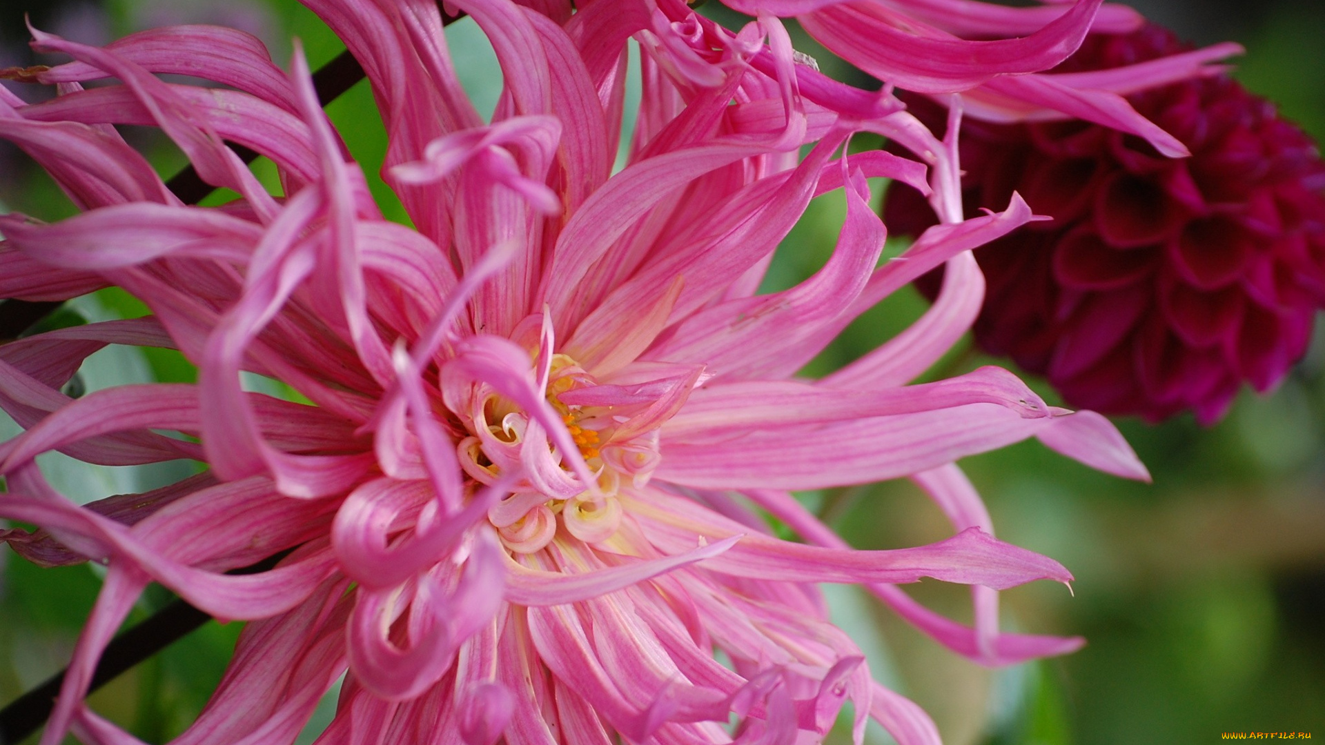 цветы, георгины, лепестки