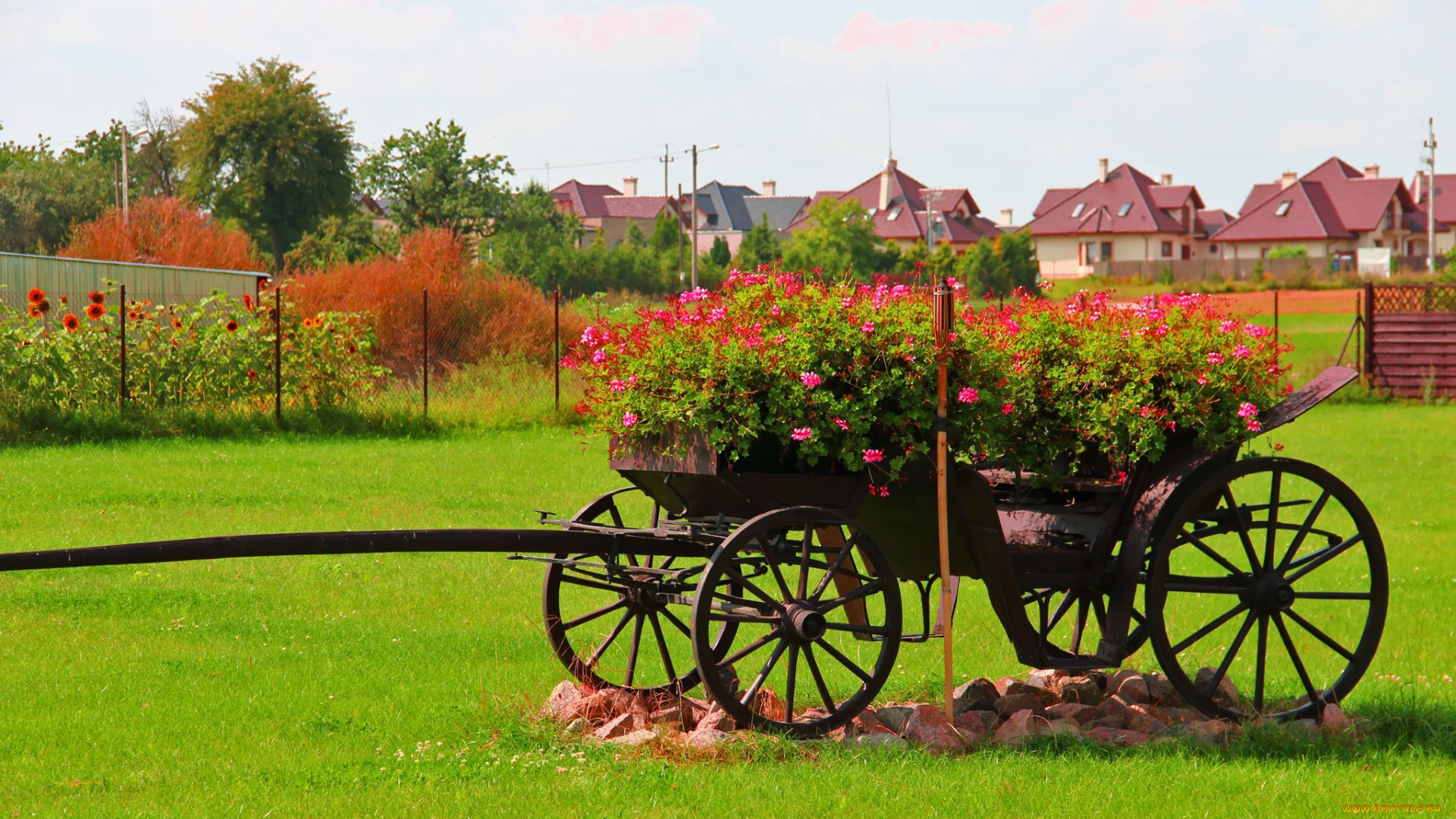 цветы, герань, лужайка, повозка