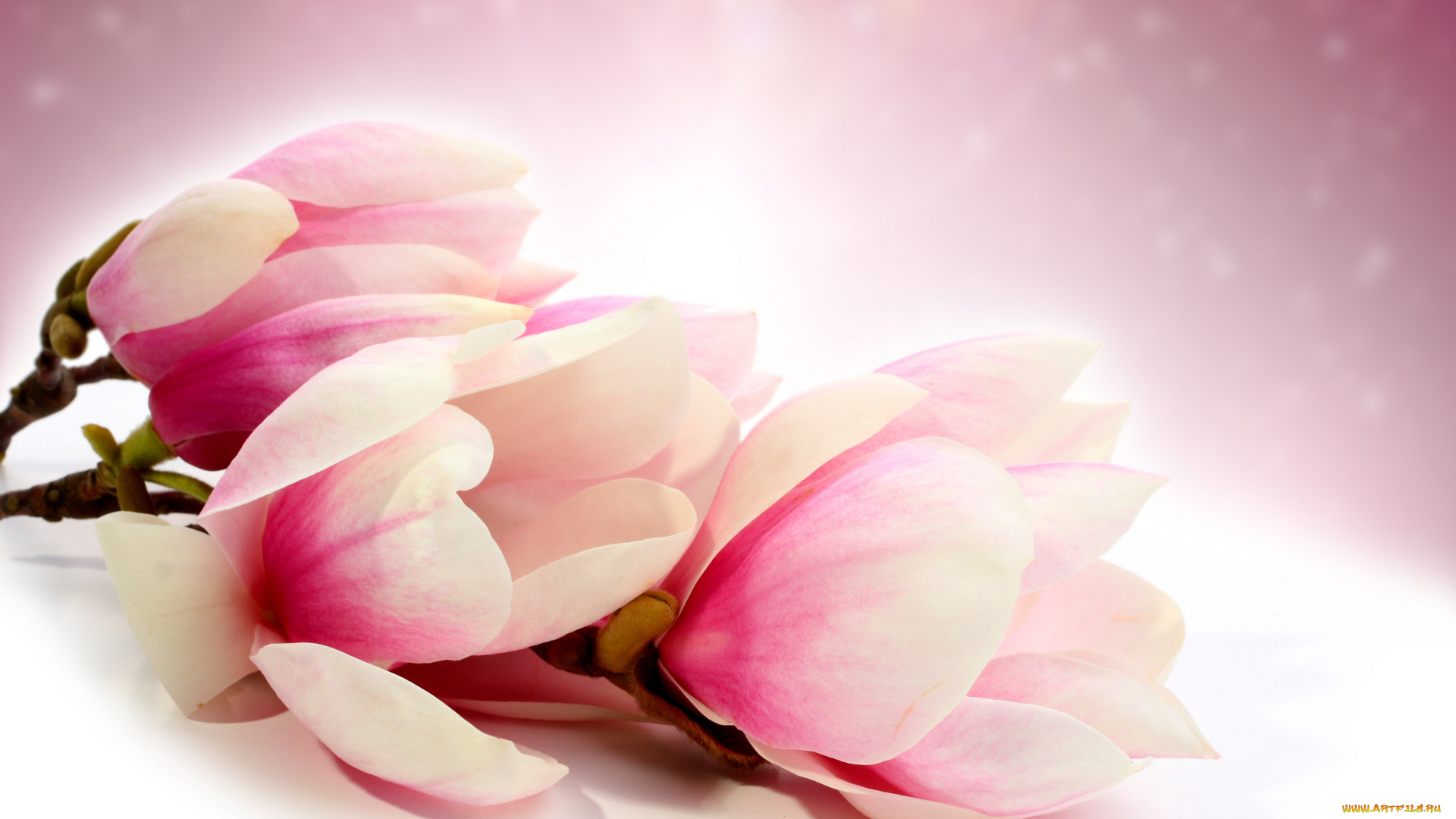 цветы, магнолии, ветка