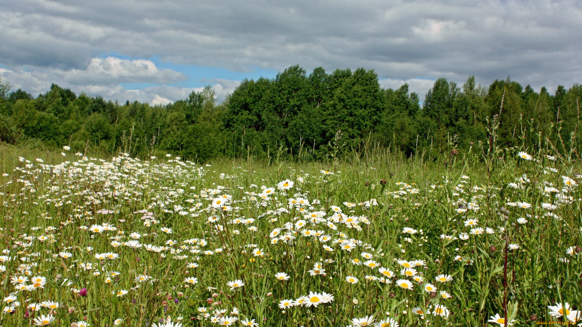 цветы, ромашки, лето