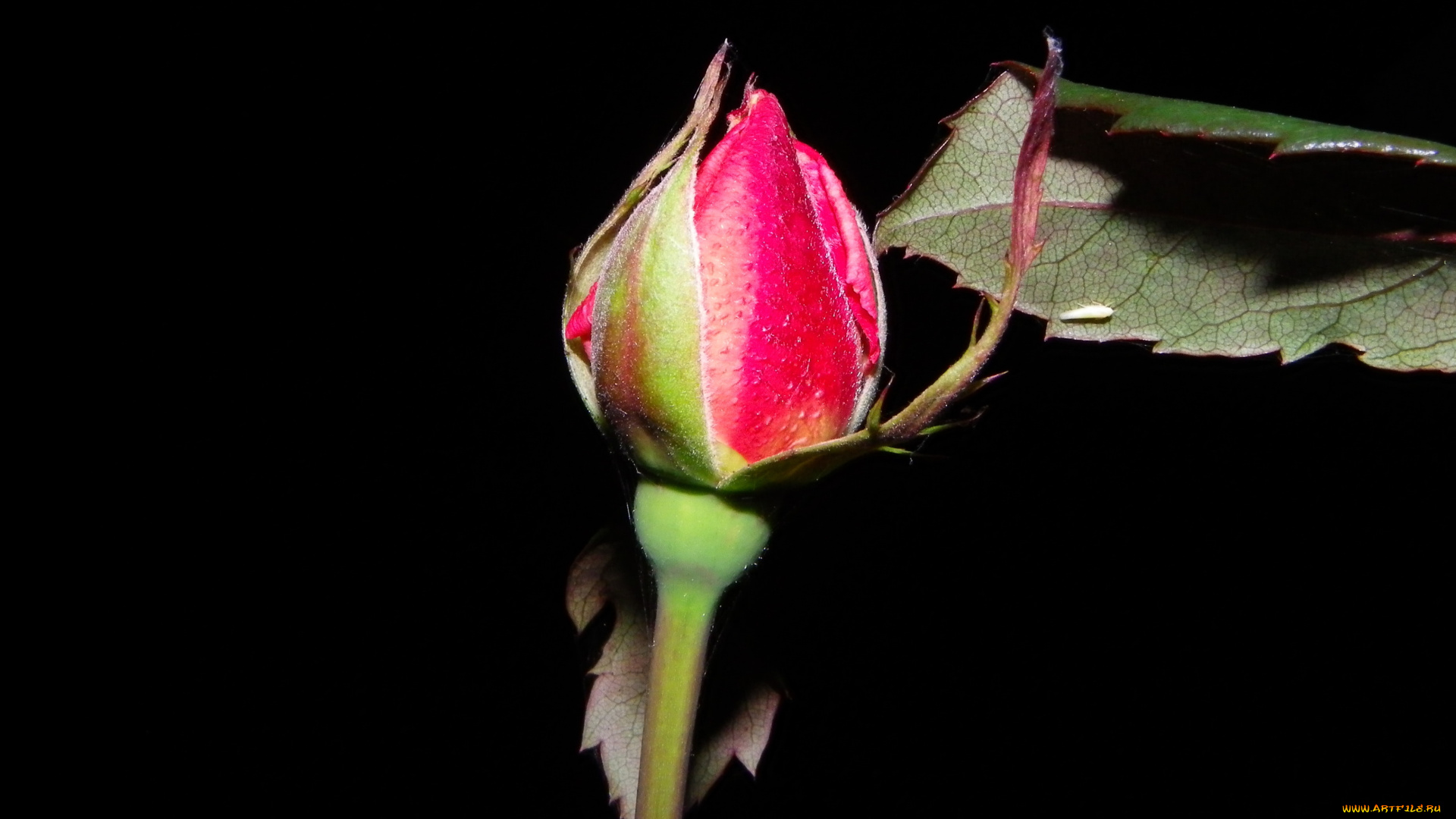 цветы, розы, бутон