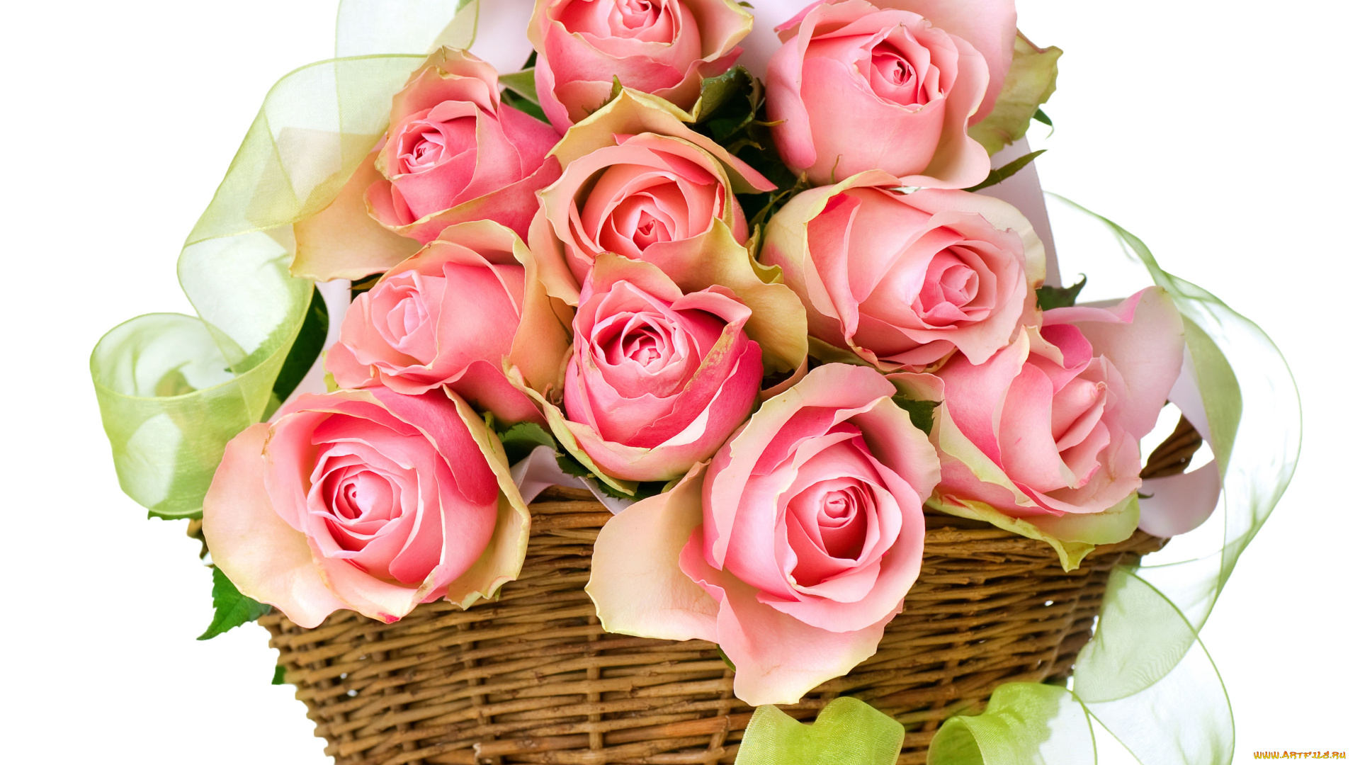 цветы, розы, бутоны, корзина, лента