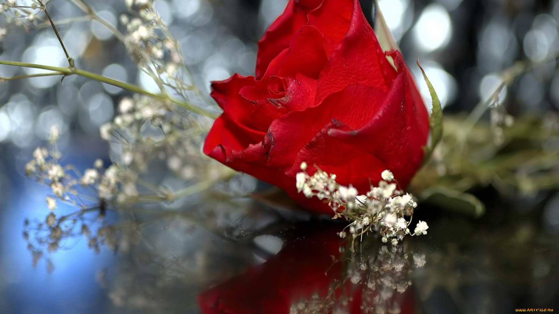 цветы, розы, красный