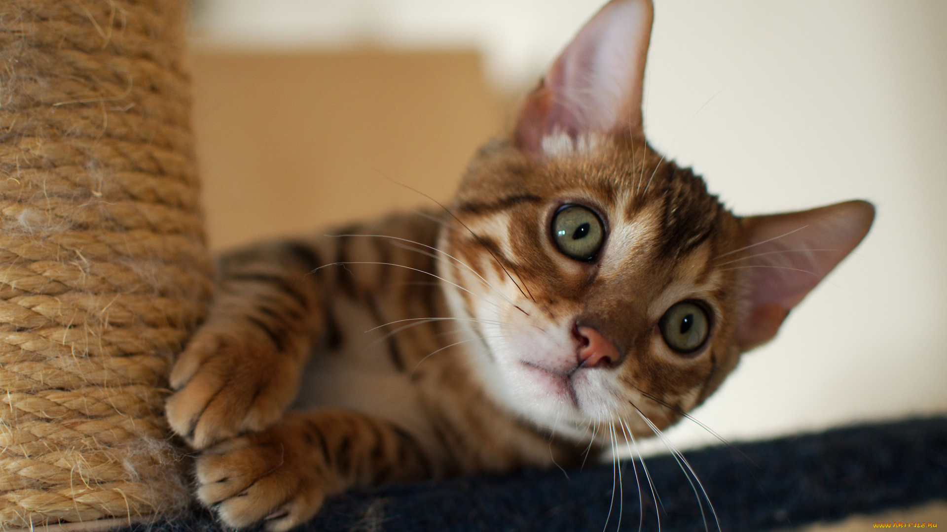 животные, коты, когтеточка