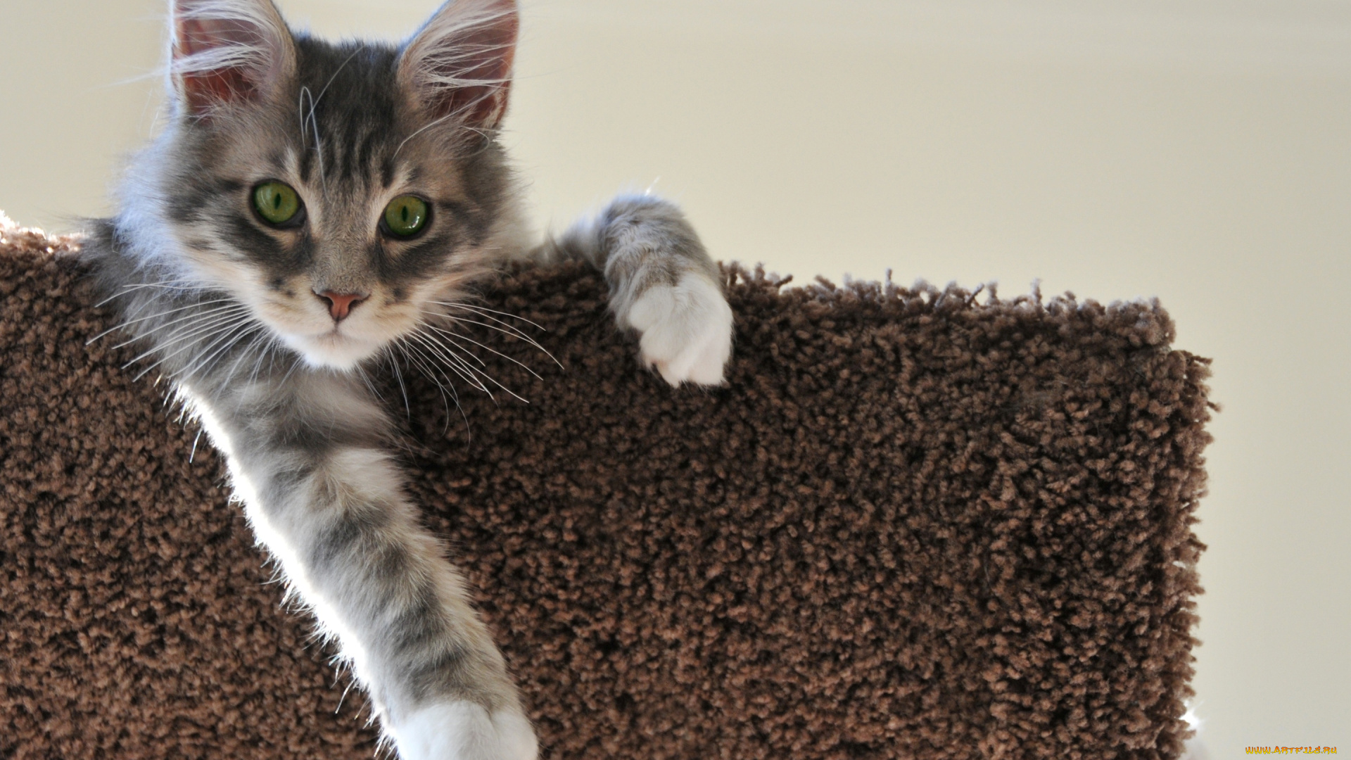 животные, коты, мейн-кун, кошка