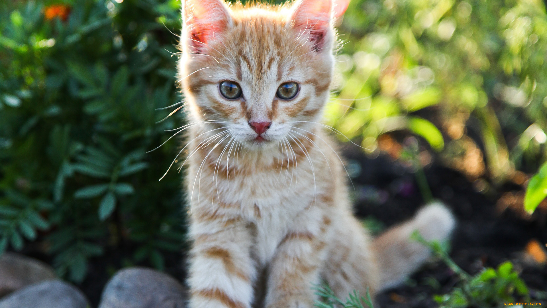 животные, коты, солнце, рыжий, кот