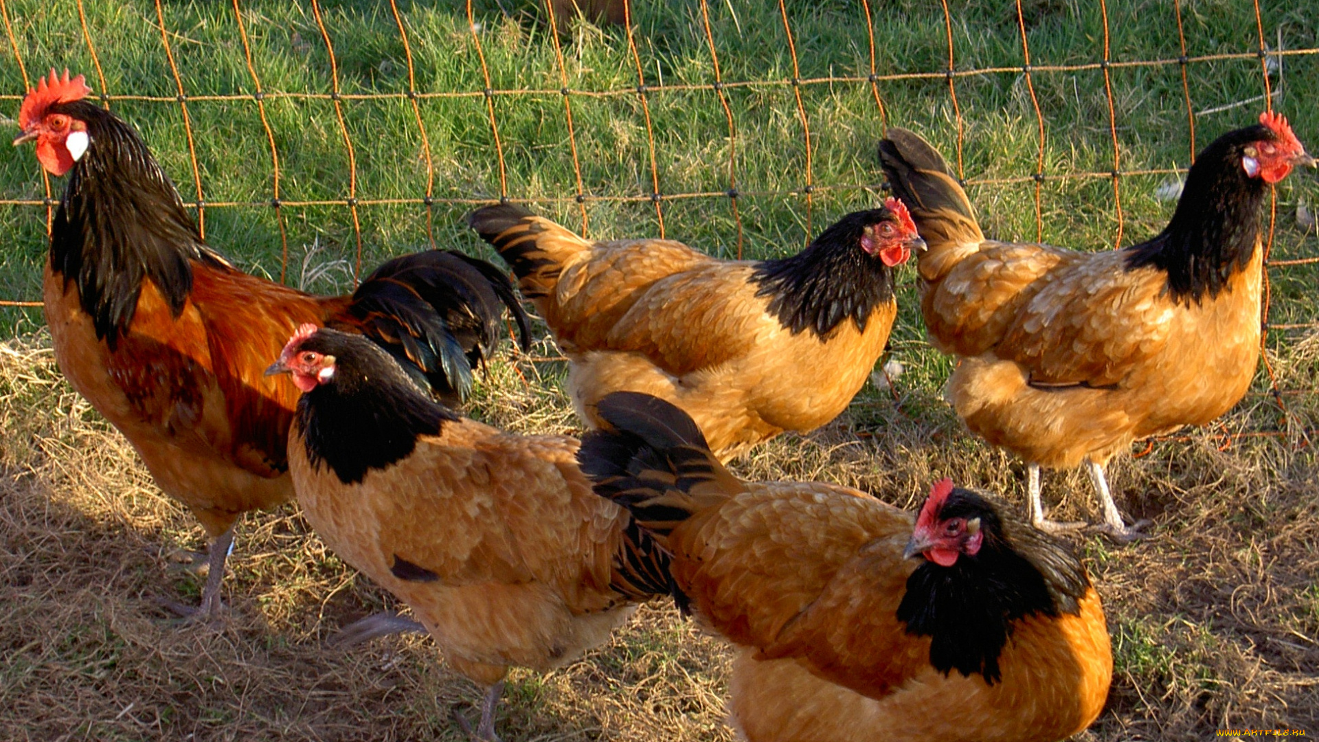 животные, куры, петухи