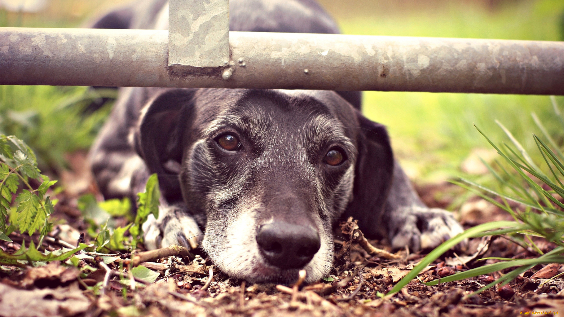 животные, собаки, грусть