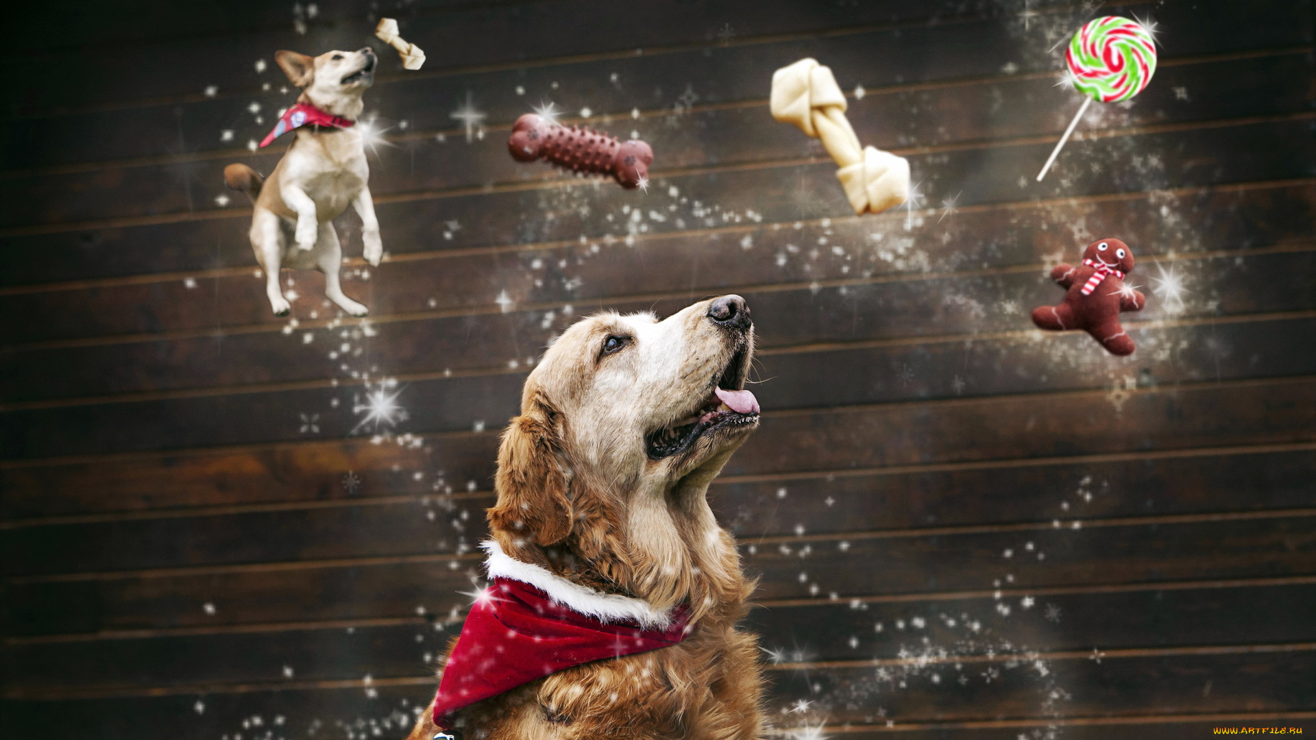 животные, собаки, мечты